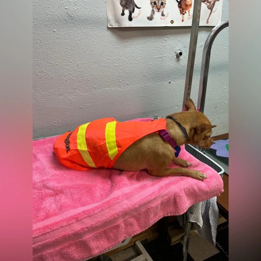 Orange Dog Safety Vest